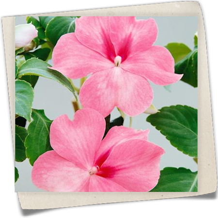 Fleißiges Lieschen Fleißiges Lieschen