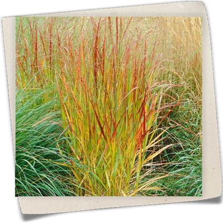 Garten-Ruten-Hirse 'Rehbraun' Garten-Ruten-Hirse 'Rehbraun'