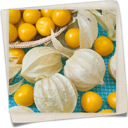 Garten-Andenbeere 'Goldvital' Garten-Andenbeere 'Goldvital'