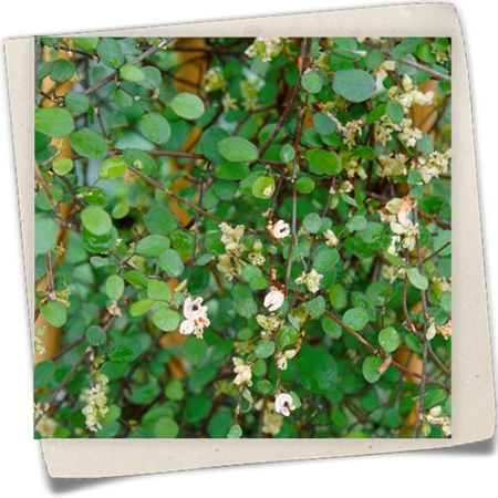 Mühlenbeckie 'Zig Zag' Mühlenbeckie 'Zig Zag'