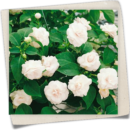 Fleißiges Lieschen, gefüllt Fleißiges Lieschen, gefüllt