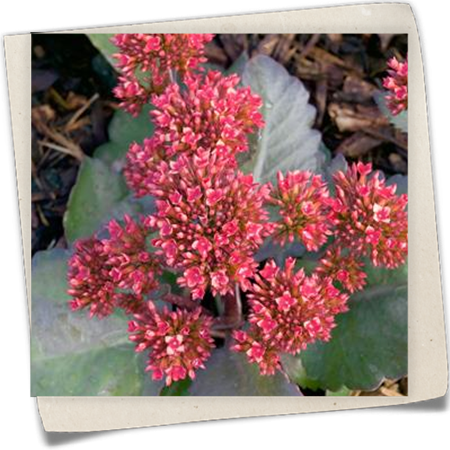 Flammendes Käthchen Flammendes Käthchen