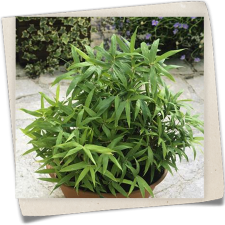 Zwergbambus Zwergbambus