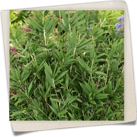 Zwerg-Bambus 'Distichus' Zwerg-Bambus 'Distichus'