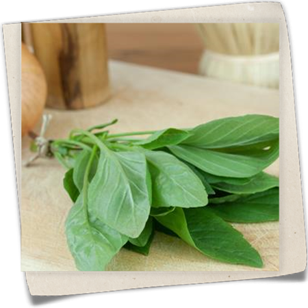 Thai Basilikum Thai Basilikum