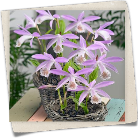 Tibet-Orchidee Tibet-Orchidee