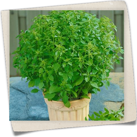 Basilikum 'Grüne Kugel' Basilikum 'Grüne Kugel'