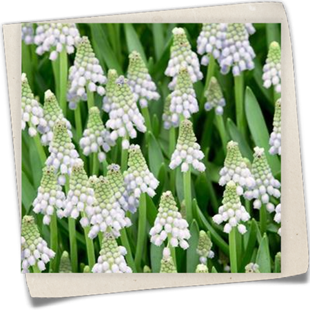 Traubenhyazinthe 'Album' Traubenhyazinthe 'Album'