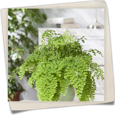 Lippenfarn Lippenfarn