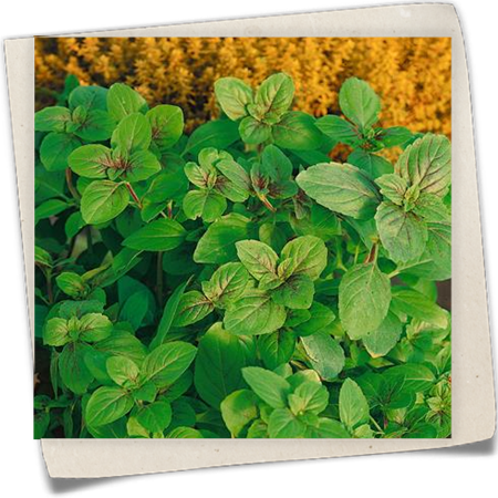 Strauchbasilikum Strauchbasilikum