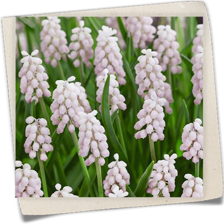 Traubenhyazinte 'Pink Surprise' Traubenhyazinte 'Pink Surprise'