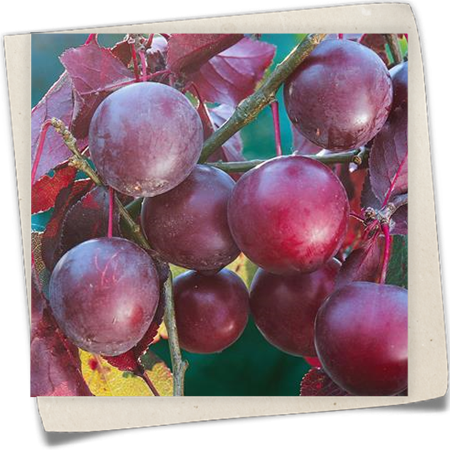 Rote Mirabelle 'Berudge' Rote Mirabelle 'Berudge'