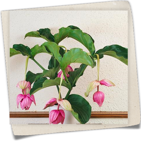 Medinille 'Belo' Medinille 'Belo'