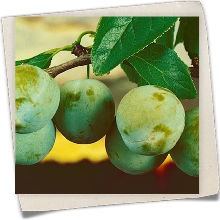 Edel-Pflaume 'Große Grüne Reneclaude' Edel-Pflaume 'Große Grüne Reneclaude'