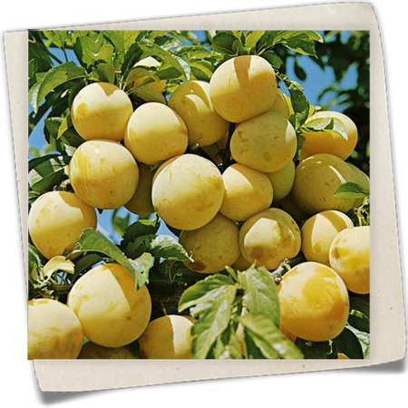 Reneklode 'Oullins Reneklode' Reneklode 'Oullins Reneklode'