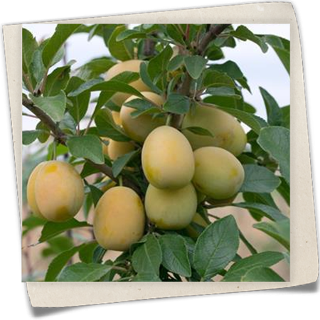 Pflaume 'Mirakosa'® Pflaume 'Mirakosa'®