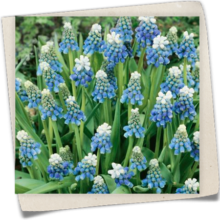 Traubenhyazinthe 'Ocean Magic' Traubenhyazinthe 'Ocean Magic'