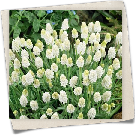 Traubenhyazinthe 'White Magic' Traubenhyazinthe 'White Magic'