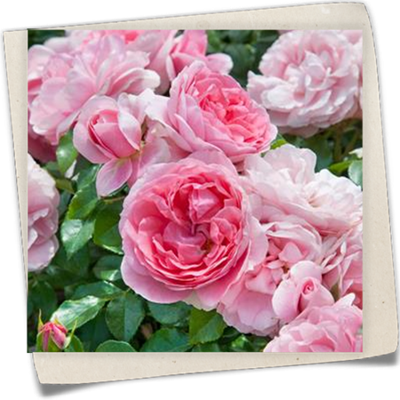 Beetrose 'Rosenfee'® Beetrose 'Rosenfee'®