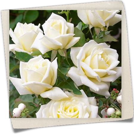 Edelrose 'Chopin' Edelrose 'Chopin'