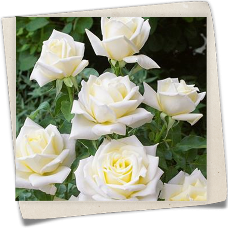 Edelrose 'Polarstern'® Edelrose 'Polarstern'®