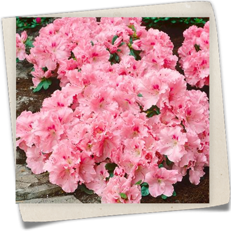 Zimmerazalee 'Christine'® Zimmerazalee 'Christine'®