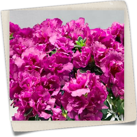 Zimmerazalee 'Lady Violet'® Zimmerazalee 'Lady Violet'®