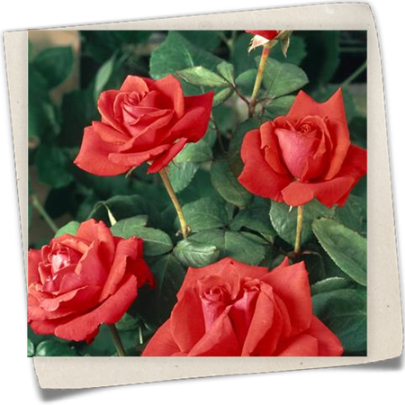 Edelrose 'Christoph Columbus'® Edelrose 'Christoph Columbus'®