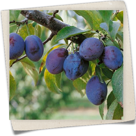 Zwetschge 'Hauszwetschge' Zwetschge 'Hauszwetschge'