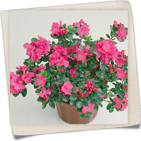 Zimmerazalee 'Princess Pinky'® Zimmerazalee 'Princess Pinky'®