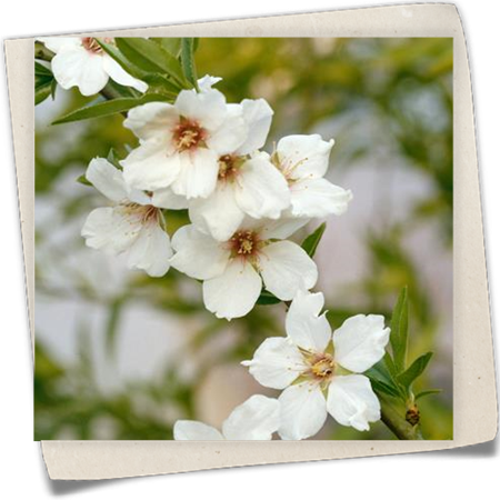 Mandel 'Keilmandel' Mandel 'Keilmandel'