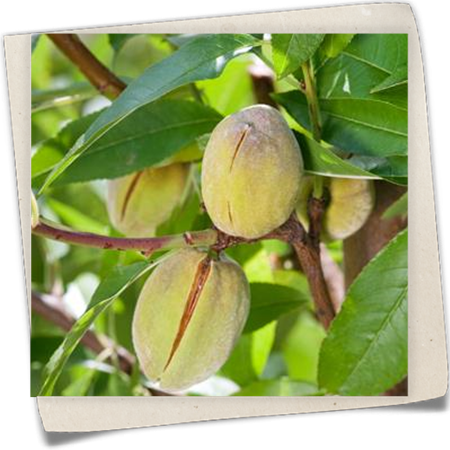 Mandel 'Dürkheimer Krachmandel' Mandel 'Dürkheimer Krachmandel'