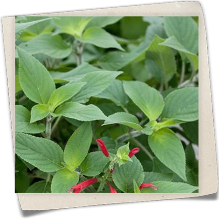 Ananas-Salbei 'Scarlet Pineapple' Ananas-Salbei 'Scarlet Pineapple'