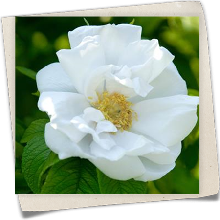 Apfelrose 'White Perfection'  Apfelrose 'White Perfection'