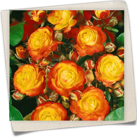 Beetrose 'Rumba'® Beetrose 'Rumba'®