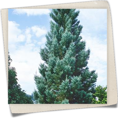 Küsten-Sequoie Küsten-Sequoie