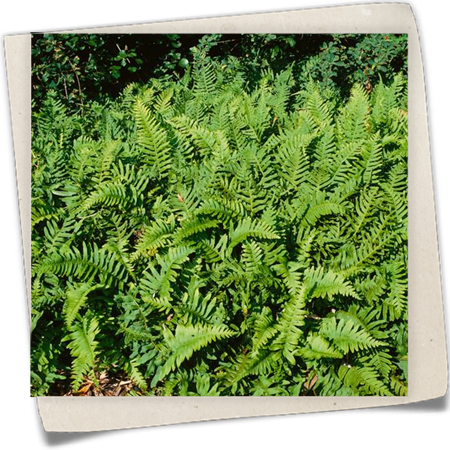 Gemeiner Tüpfelfarn Gemeiner Tüpfelfarn