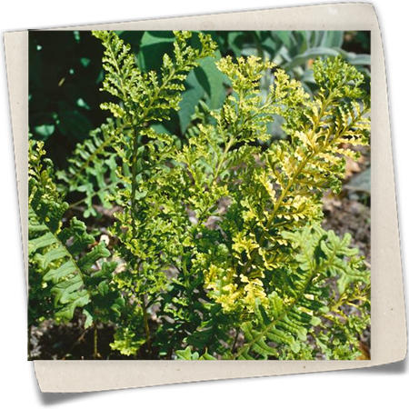 Tüpfelfarn 'Bifido Multifidum' Tüpfelfarn 'Bifido Multifidum'