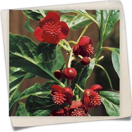 Spaltkörbchen 'Vitalbeere' Spaltkörbchen 'Vitalbeere'