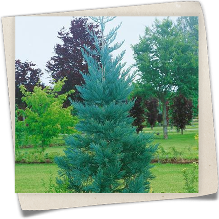 Riesen-Mammutbaum 'Glaucum' Riesen-Mammutbaum 'Glaucum'