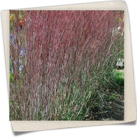 Blaugraues Präriegras 'Blue Heaven'® Blaugraues Präriegras 'Blue Heaven'®