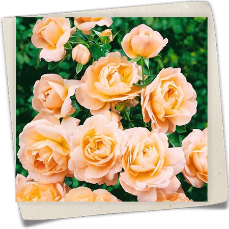 Beetrose 'Crystal Palace'® Beetrose 'Crystal Palace'®