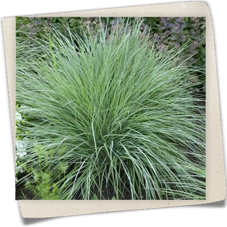 Blaugraues Garten-Präriegras 'Prairie Blues' Blaugraues Garten-Präriegras 'Prairie Blues'