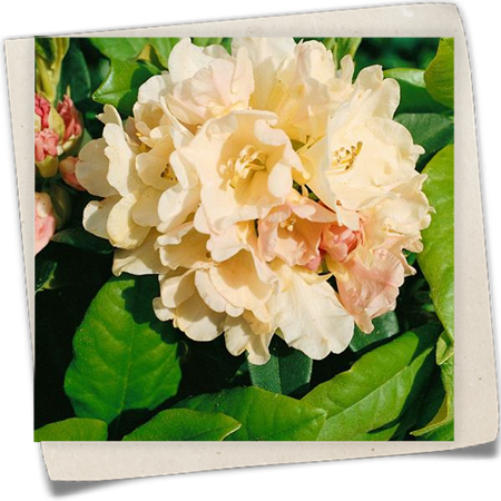 Yaku-Rhododendron 'Golden Torch' Yaku-Rhododendron 'Golden Torch'