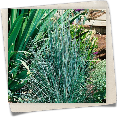 Kleines Präriegras 'Standing Ovation' Kleines Präriegras 'Standing Ovation'