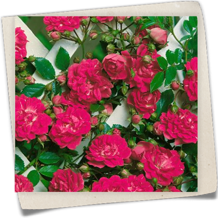 Kletterrose 'Super Excelsa'® Kletterrose 'Super Excelsa'®