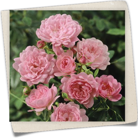 Bodendeckerrose 'The Fairy' Bodendeckerrose 'The Fairy'