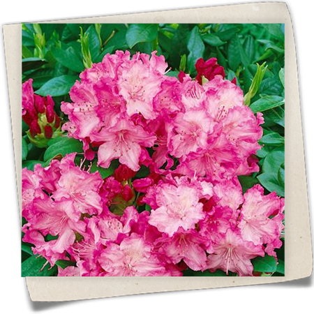 Yaku-Rhododendron 'Tatjana' Yaku-Rhododendron 'Tatjana'