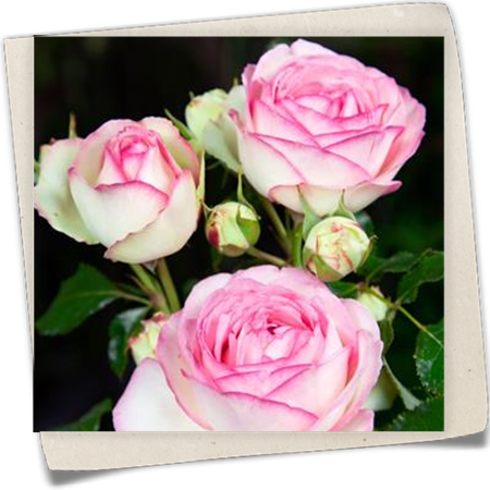 Strauchrose 'Eden Rose 85'® Strauchrose 'Eden Rose 85'®