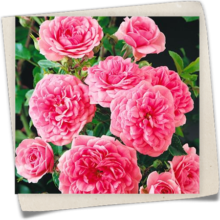 Towne & Country® Rose Towne & Country® Rose